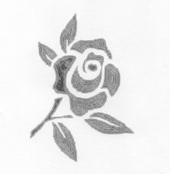 Flowers - single grey rose