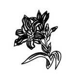 Flowers - lilies