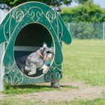 Photo of a dog agility park