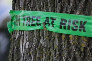 A tree trunk with tree at risk tape around it