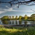 Lake with trees, birds and a bench next to a path