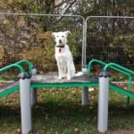 A dog sitting on climbing equipment