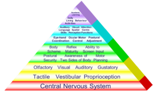 Image of sensory processing