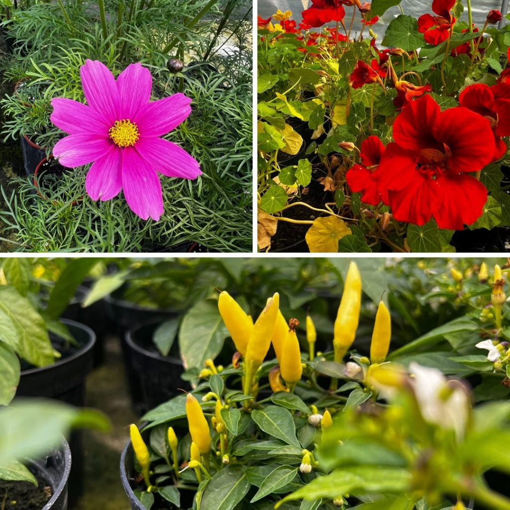 A selection of photos of the sort of plants that will be at the swap event, including chillies, flowers and perennials.