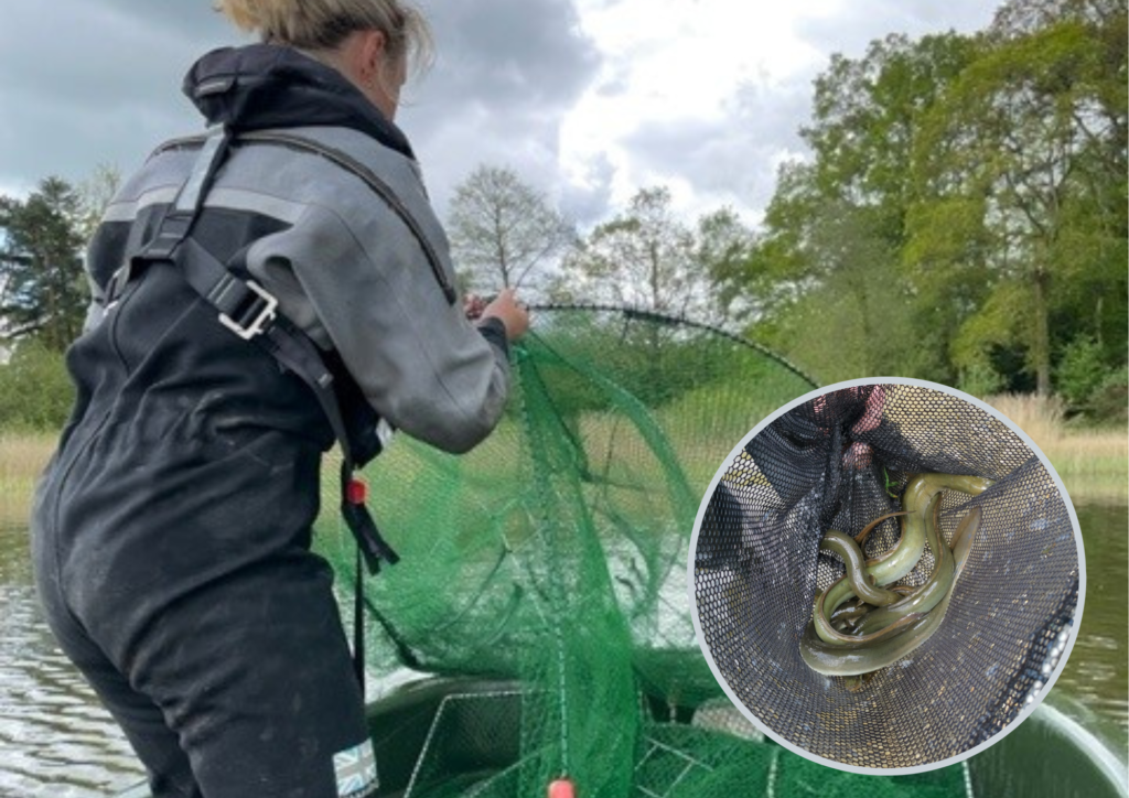 Environment Agency Officer in a boat on Chard Reservoir, capturing existing stocks of adult eels to see if any had become silver eels that were ready to migrate.