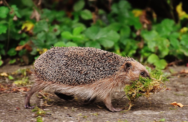 European hedgehog carrying grass
