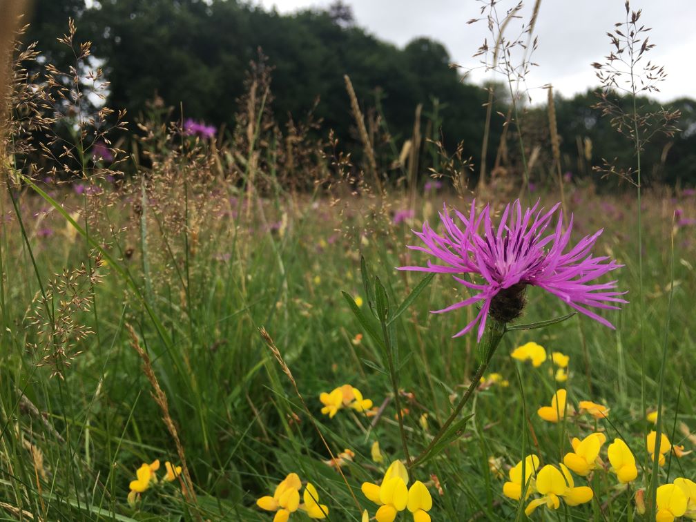 Chard Reservoir, flowers in a meadow