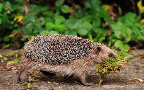 A native european hedgehog carrying moss