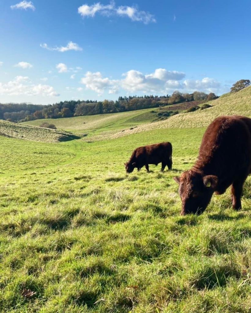 Ham Hill, cows grazing in field