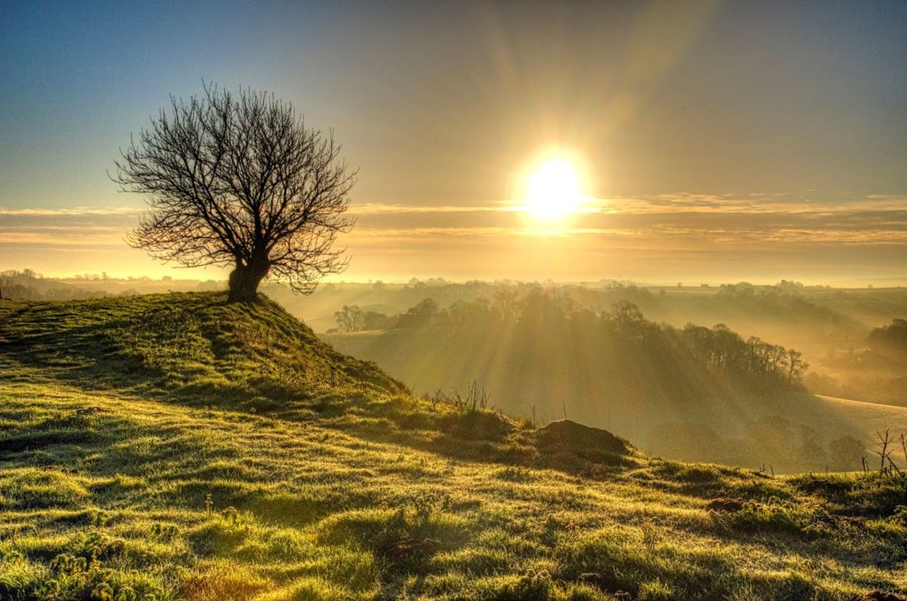 Ham Hill, sunrise and tree in the distance