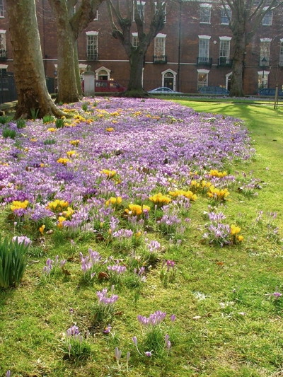 King Square garden with wildflowers growing