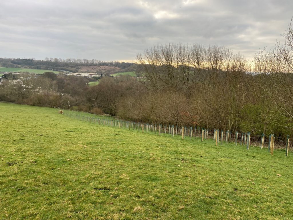 New trees planted at Wyndham Hill Yeovil