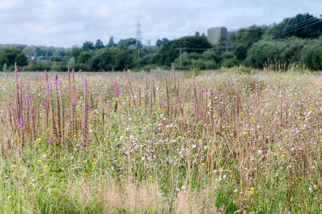 Yeovil Country Park, meadow with wild flowers