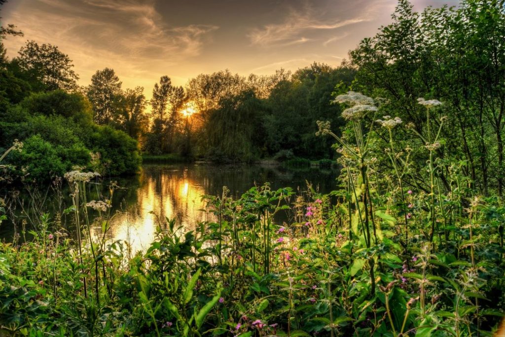 Yeovil Country Park at sunset, featuring the waterway and wild flowers.