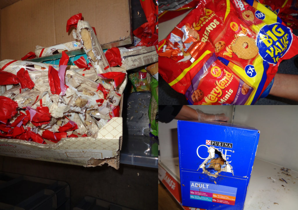 Assortment of confectionary and cat food evidently gnawed and contaminated by rats, as well as rat droppings.