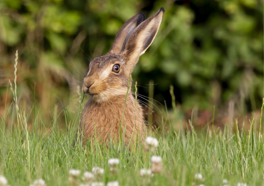 A hare in long grass