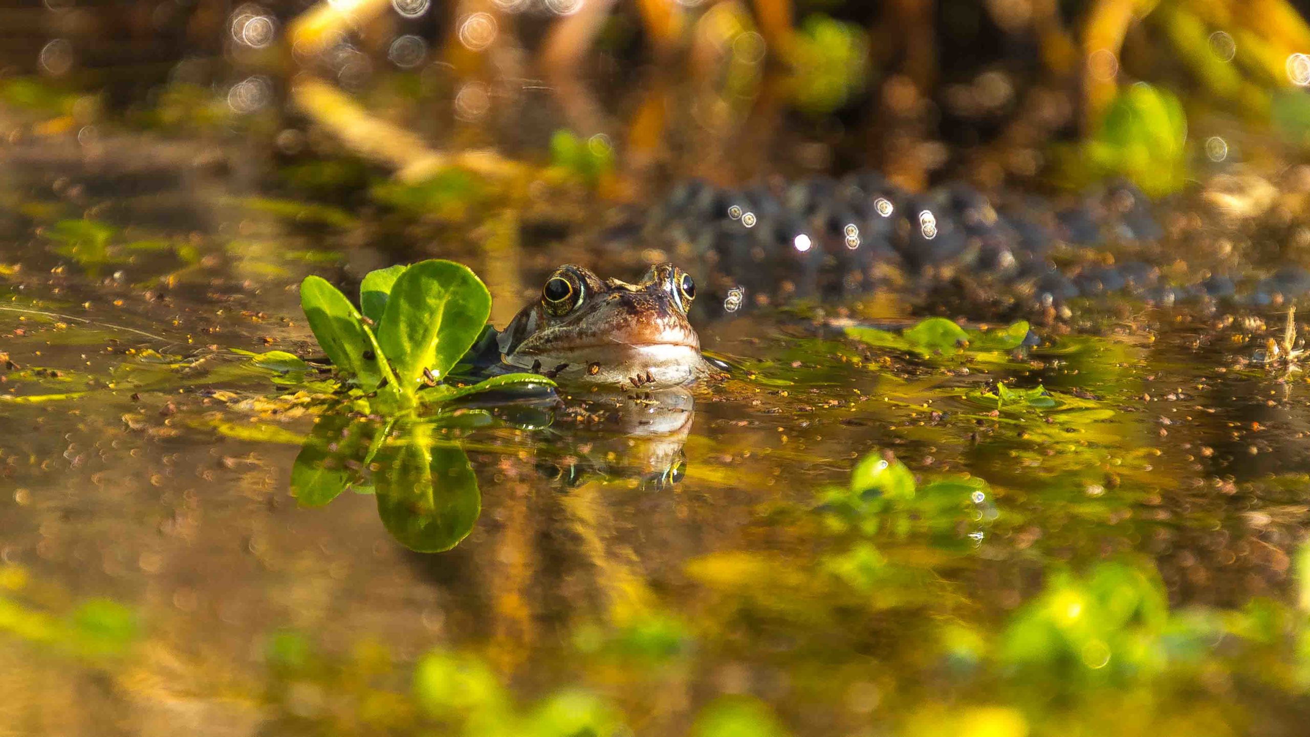 A frog in a pond