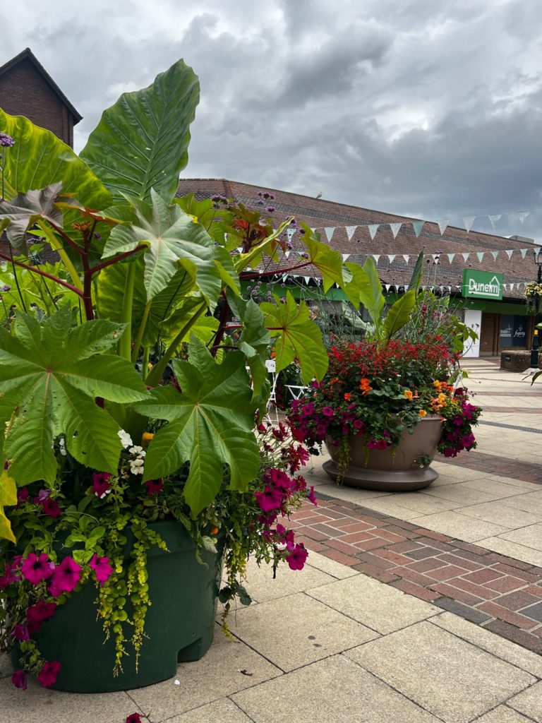 Plants outside Dunelm