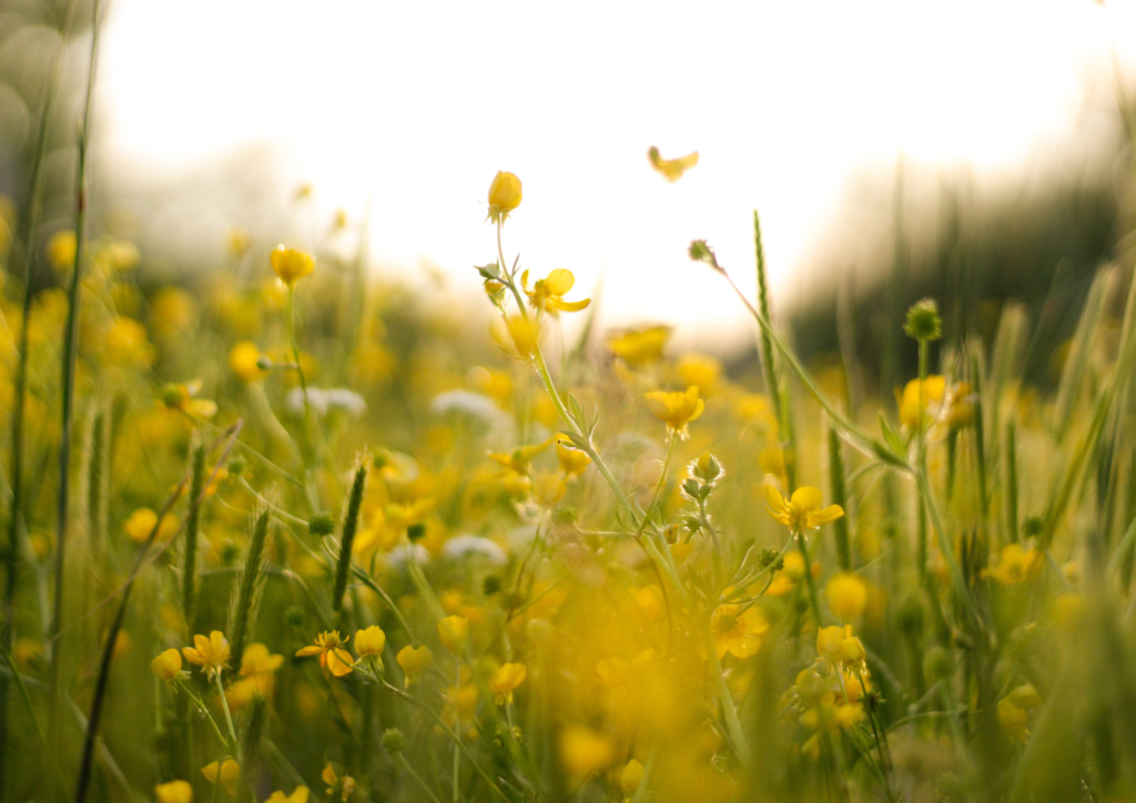 Long grass and buttercups.