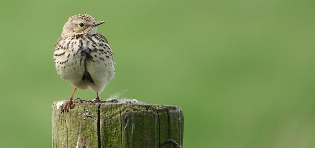 Skylark on fence post