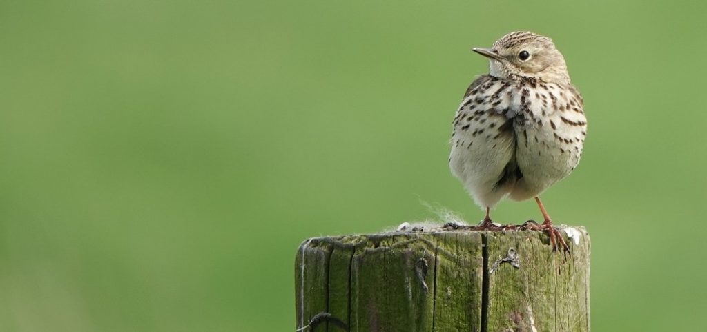 Skylark on fence post