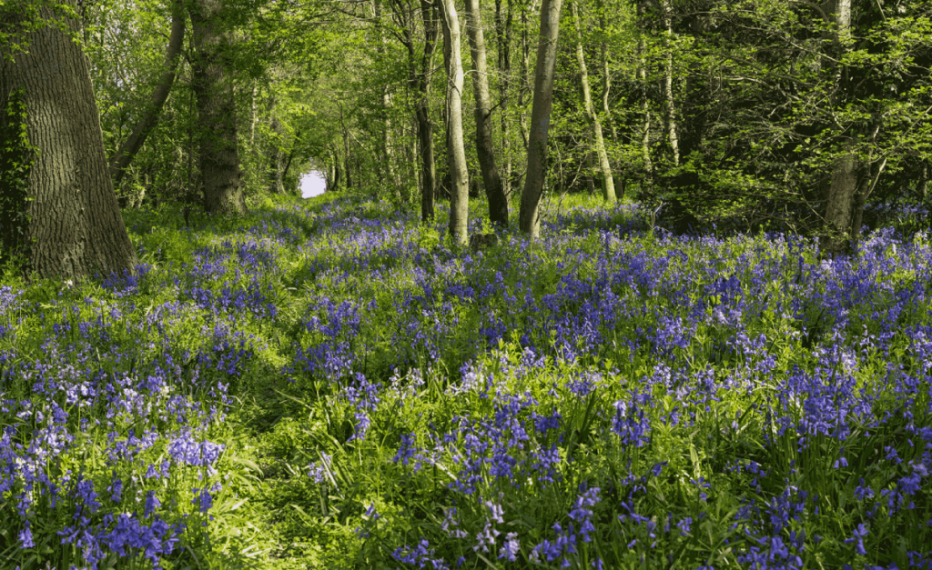 Midelney Manor, exterior