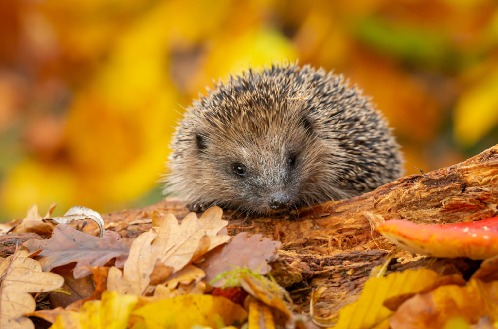 Wild native hedgehog