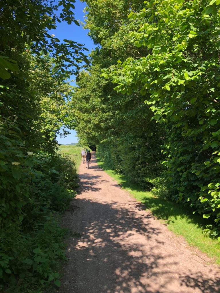Picture of footpath with trees on either side