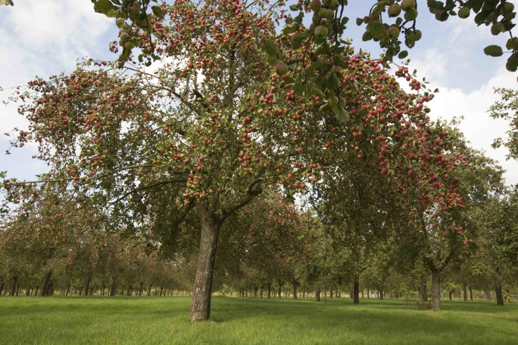 Burrow Hill Farm, exterior