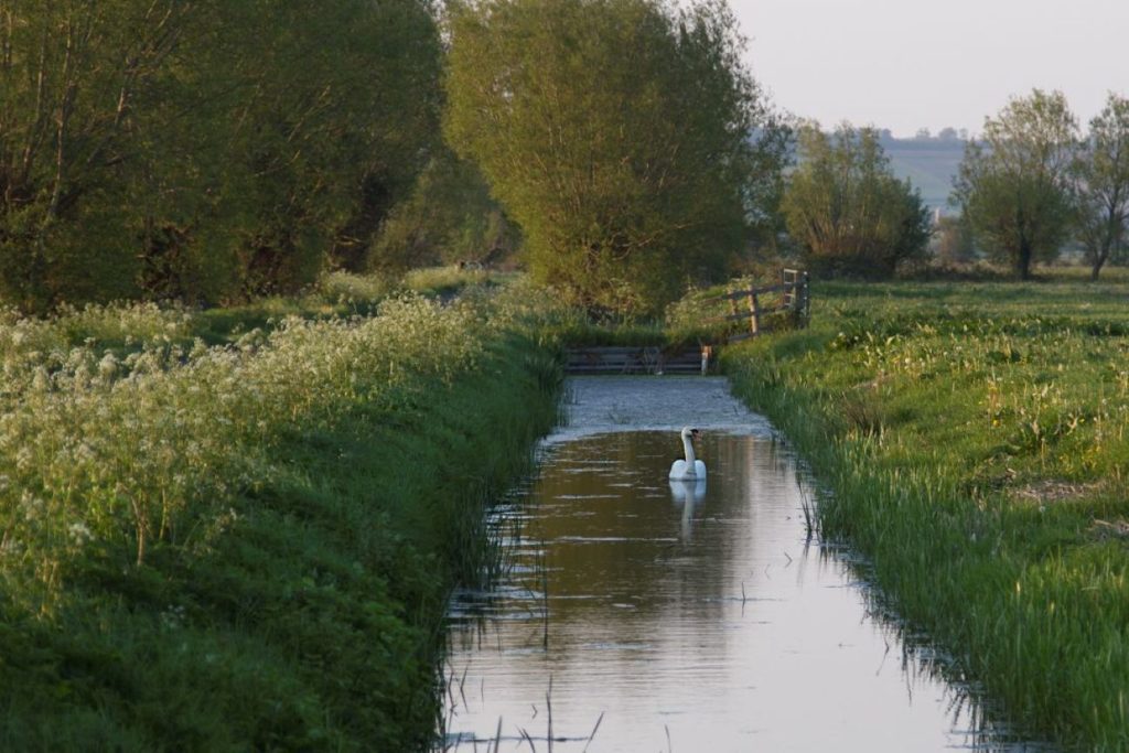 Single white swan on a waterway with trees and grassland